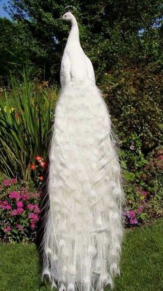 a white peacock standing on top of a lush green field