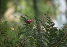 a pink flower sitting on top of a lush green forest