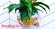 a woman holding a potted plant with roots in it and text reading rooting in water