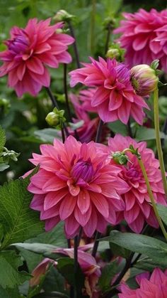 many pink flowers with green leaves in the foreground and one large flower on the far side