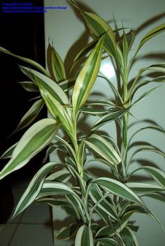 green and white plant with long leaves in a pot on tile floor next to wall