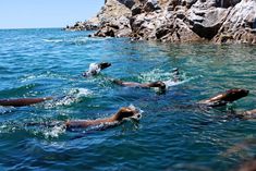 several sea lions swimming in the water near rocks