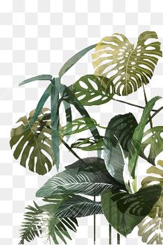 a plant with green leaves on it, transparent background png and psd files