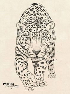 a black and white drawing of a leopard with spots on it's face, looking straight ahead