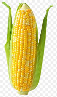 an ear of corn on the cob, with green leaves and yellow kernels