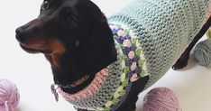 a dog is wearing a sweater and standing next to balls of yarn