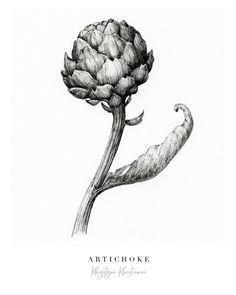 an artichoke flower is shown in this black and white photo, with the words'artichoke'written on it