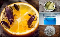 four pictures with different types of bugs and oranges in them, one is filled with water