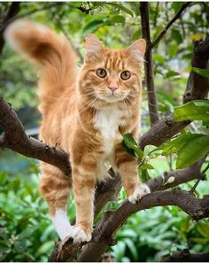 an orange and white cat standing on top of a tree branch