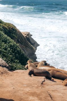 several sea lions resting on the rocks near the ocean