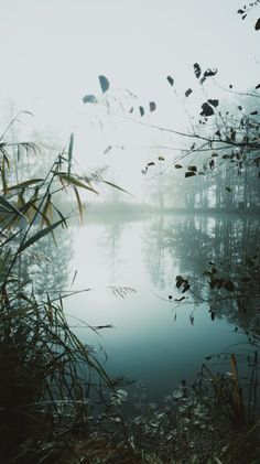 the sun shines through the foggy trees and water