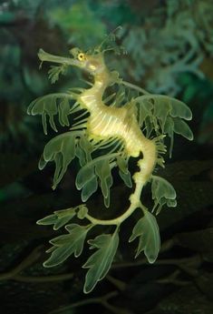 a yellow seahorse is swimming in the water