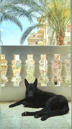 a black dog laying on the ground next to a balcony