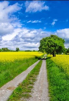 a dirt road in the middle of a field with trees and yellow flowers on both sides