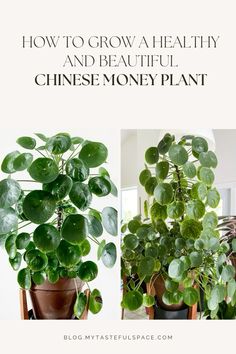 two potted plants with the words how to grow a healthy and beautiful chinese money plant