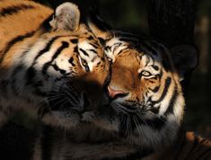 two tigers are playing with each other in the dark forest, one is rubbing its face on another tiger's head