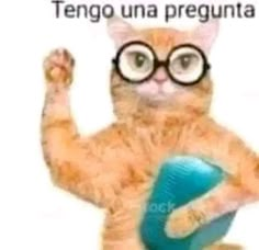 a cat with glasses holding a ball in its paws and the caption reads, tego una pregunta