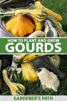 an assortment of gourds sitting in the grass with text overlay that reads how to plant and grow gourds