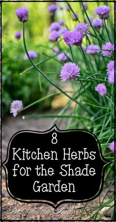 purple flowers with the words 8 kitchen herbs for the shade garden