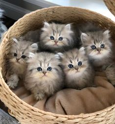 four kittens are sitting in a basket together