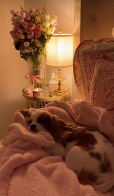 a brown and white dog laying on top of a bed under a pink blanket