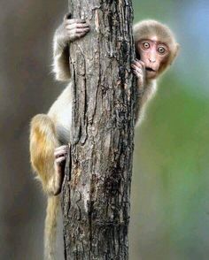 a small monkey climbing up the side of a tree trunk with its hands on it's face