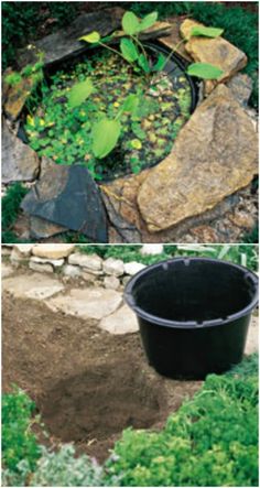 there are two pictures with plants growing in the ground and one has a potted plant