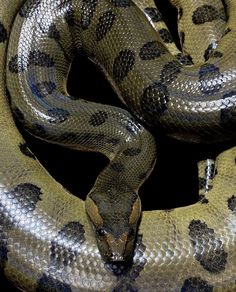 a large snake is curled up in the dark