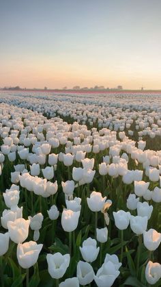 a field full of white tulips at sunset