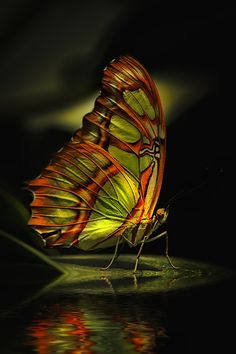 a large butterfly with orange and yellow wings is standing on the water's surface