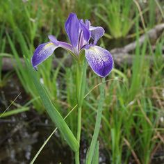 a purple flower is growing in the grass