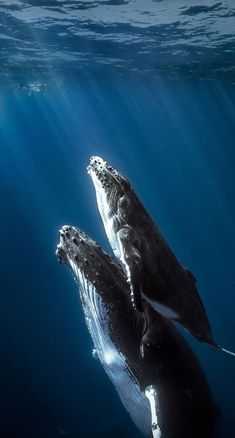 two humpback whales swimming in the ocean