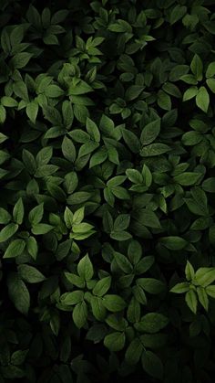 green leaves are covering the ground in this dark photo, as if they were from above