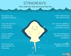 a sting ray swimming in the ocean with caption that says, stingrays flat wide fish that don't look like fish