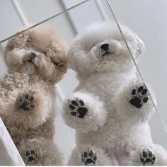 two white dogs sitting next to each other with their paws on the ground and looking up