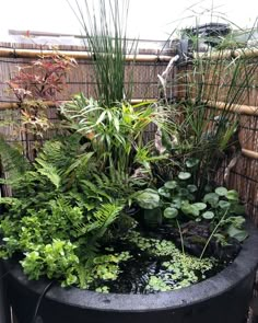 an outdoor pond surrounded by plants and other greenery in a small backyard garden area