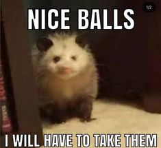 an animal that is sitting on the ground with caption saying nice balls i will have to take them