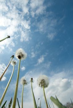 dandelions blowing in the wind against a blue sky with clouds and some grass