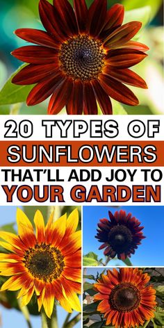 sunflowers with the words 20 types of sunflowers that'll add joy to your garden