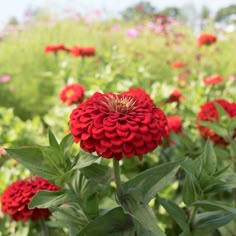 a field full of red flowers with lots of greenery in the backround