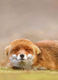 a brown and white fox laying on top of a grass covered field with its eyes closed