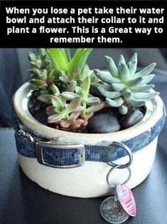 an image of a plant in a pot with the caption'when you use a pet like their water bowl and watch their collar to and plant a flower that is a great way to remember them