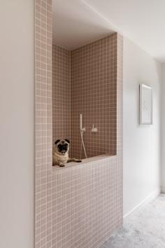 a pug dog sitting in a bathtub with his head sticking out the wall