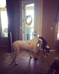 two dogs are standing in front of the door and one dog is looking at them