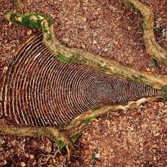 an image of a tree that has been cut down