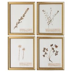 four framed pressed flowers in gold frames