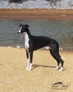 a black and white dog standing on top of a sandy beach next to a body of water