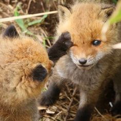 two baby foxes playing with each other in the dirt and grass, one is rubbing its head against the other's ear