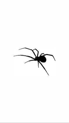 a black widow spider silhouetted against a white background