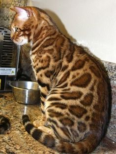 a cat sitting on top of a kitchen counter next to a bowl and food dispenser